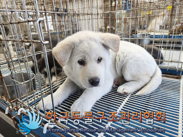 한국동물구조관리협회_441559202301216